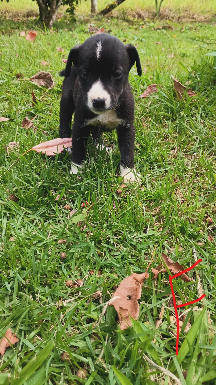 PRETINHA 